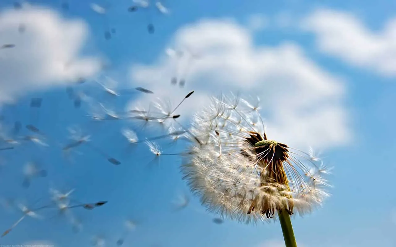 Фотообои в интерьере одуванчик и небо  9-332 фото