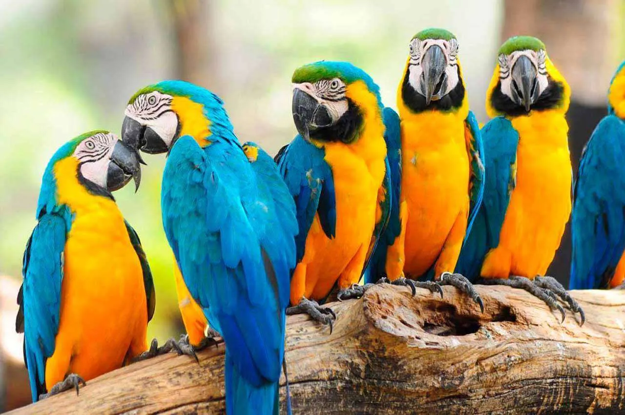 Фотообои в интерьере попугаи  4-177 фото