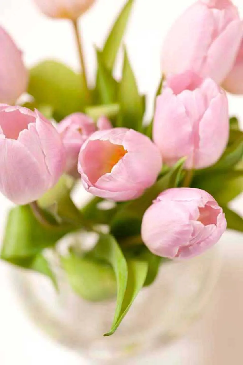 Фотообои в интерьере весенние тюльпаны  10-123 фото