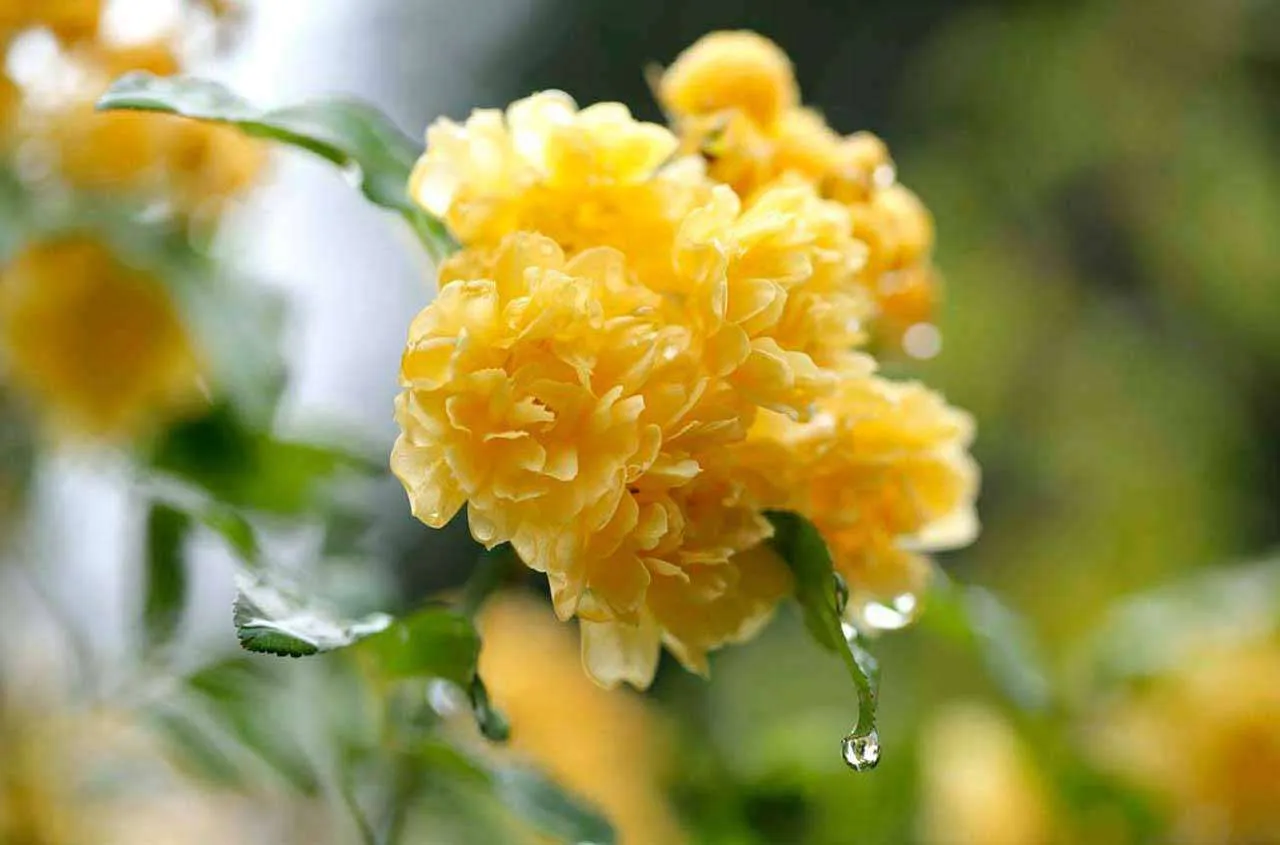 Фотообои в интерьере большие желтые цветы  4-041 фото