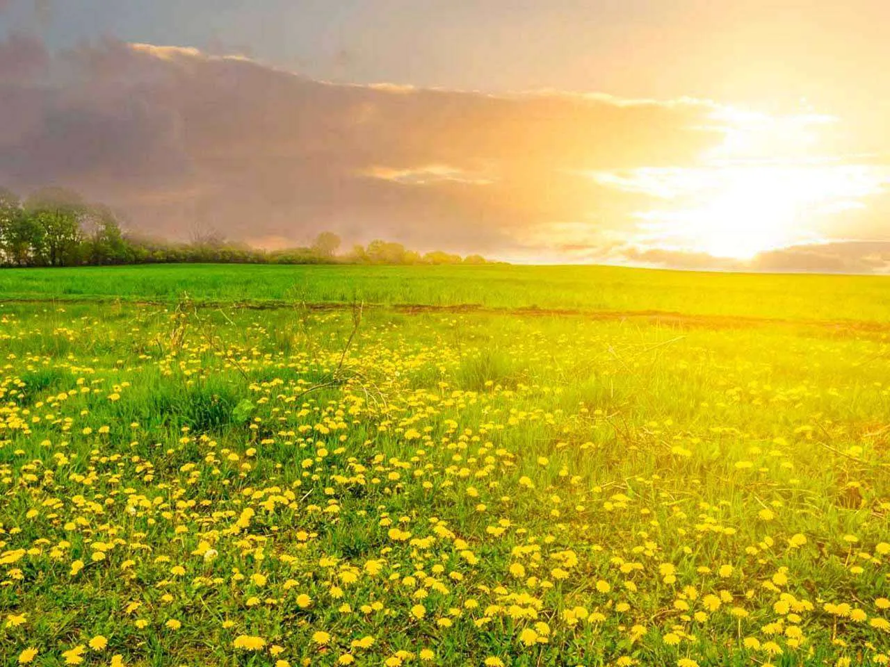 Фотообои в интерьере одуванчики на весеннем поле  10-072 фото