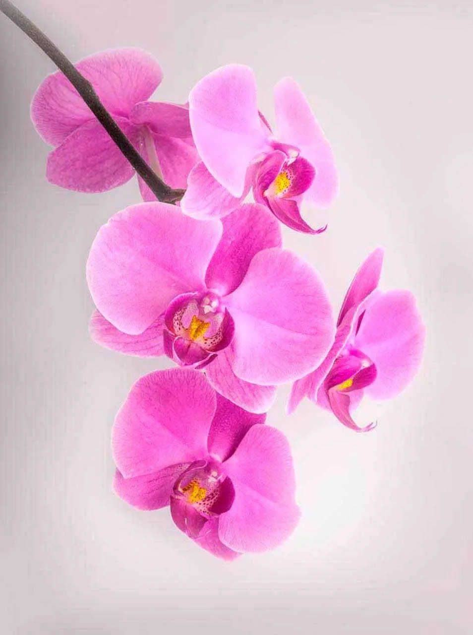 Фотообои в интерьере розовая орхидея спускающаяся сверху  10-174 фото