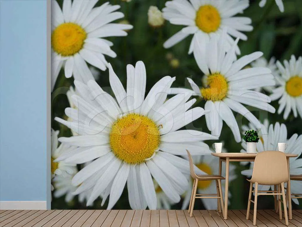 Фотообои Летние ромашки  10-340
