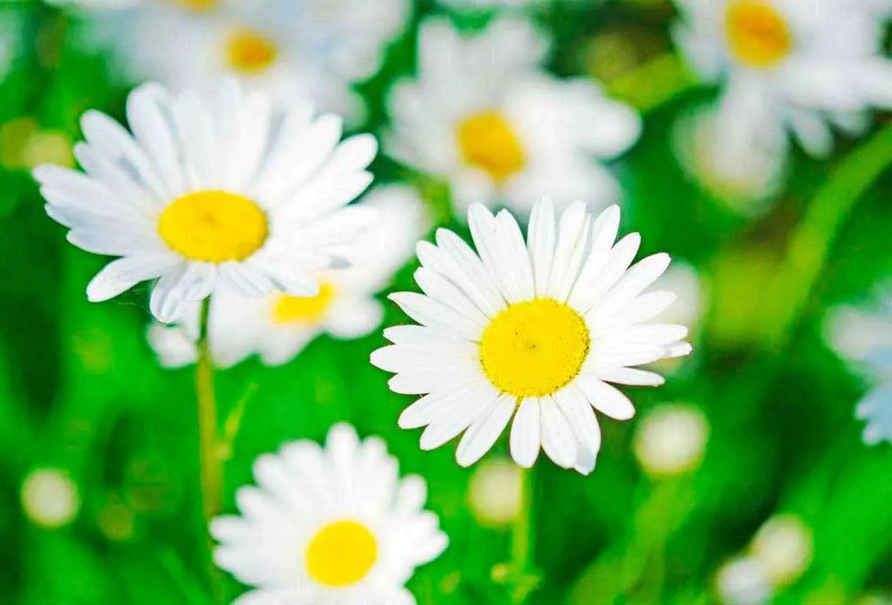 Фотообои в интерьере большие белые ромашки  10-351 фото