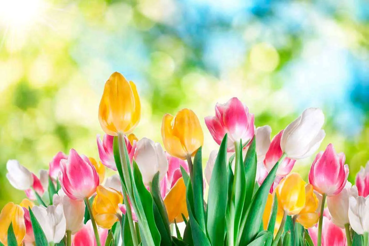 Фотообои в интерьере желтые и розовые тюльпаны  4-052 фото