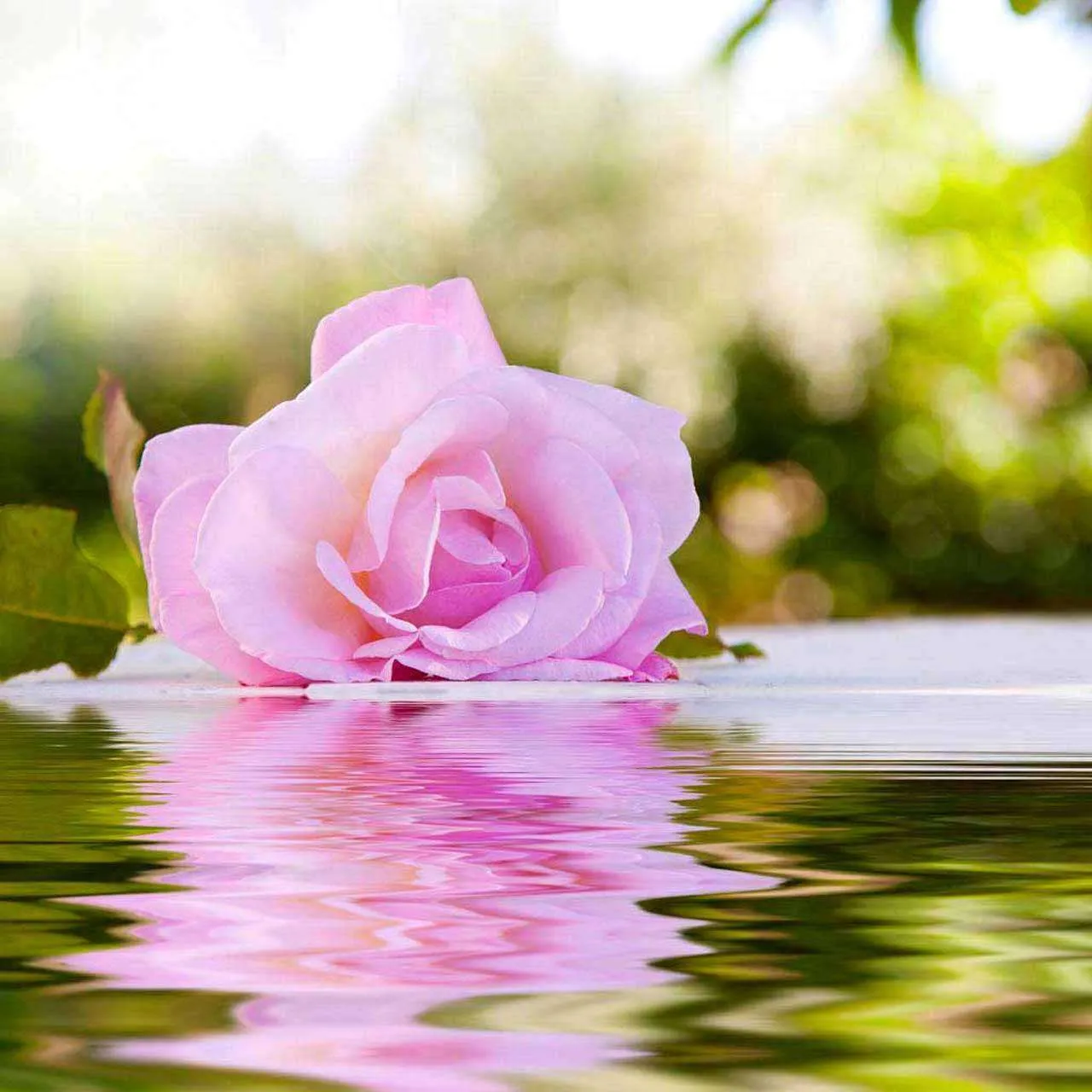 Фотообои в интерьере роза на воде  10-326 фото