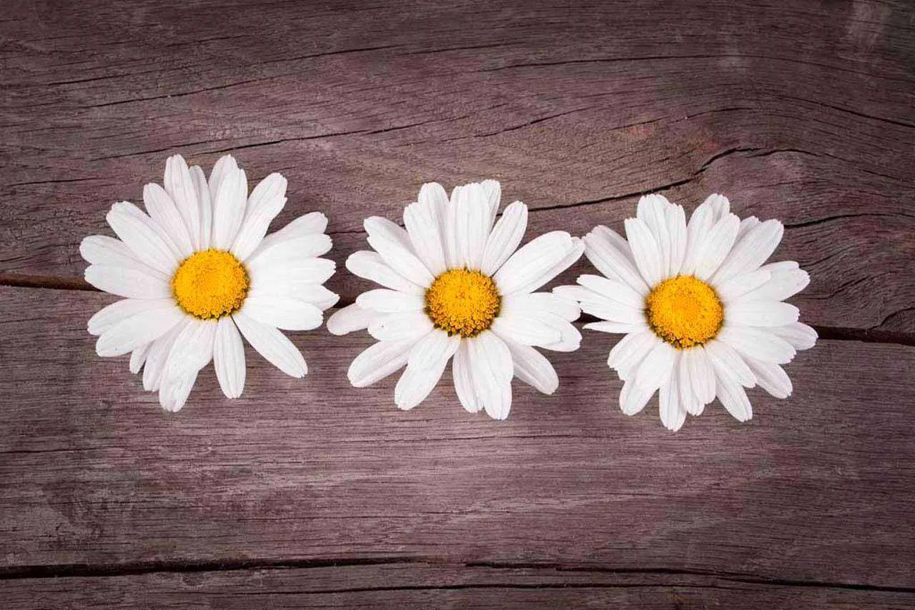 Фотообои в интерьере ромашки на деревянной доске  10-334 фото