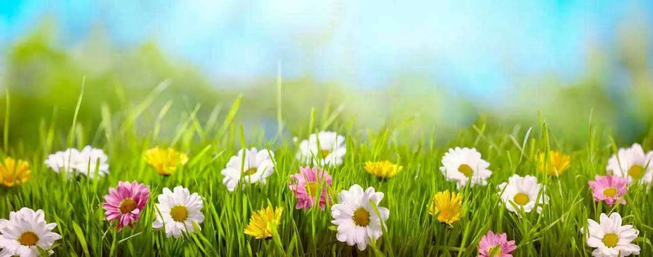 Фотообои в интерьере великолепные полевые цветы  10-345 фото