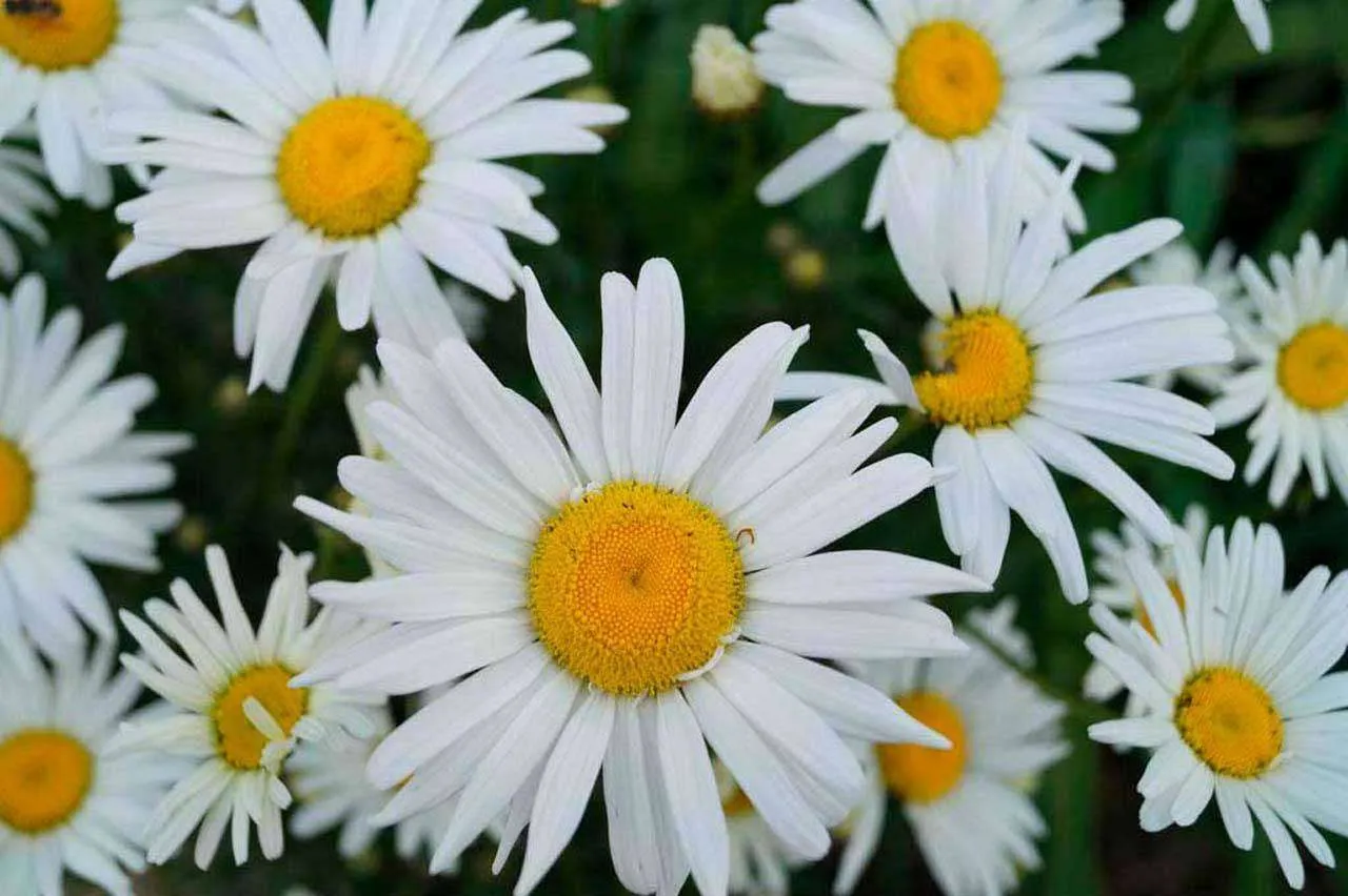 Фотообои в интерьере летние ромашки  10-340 фото