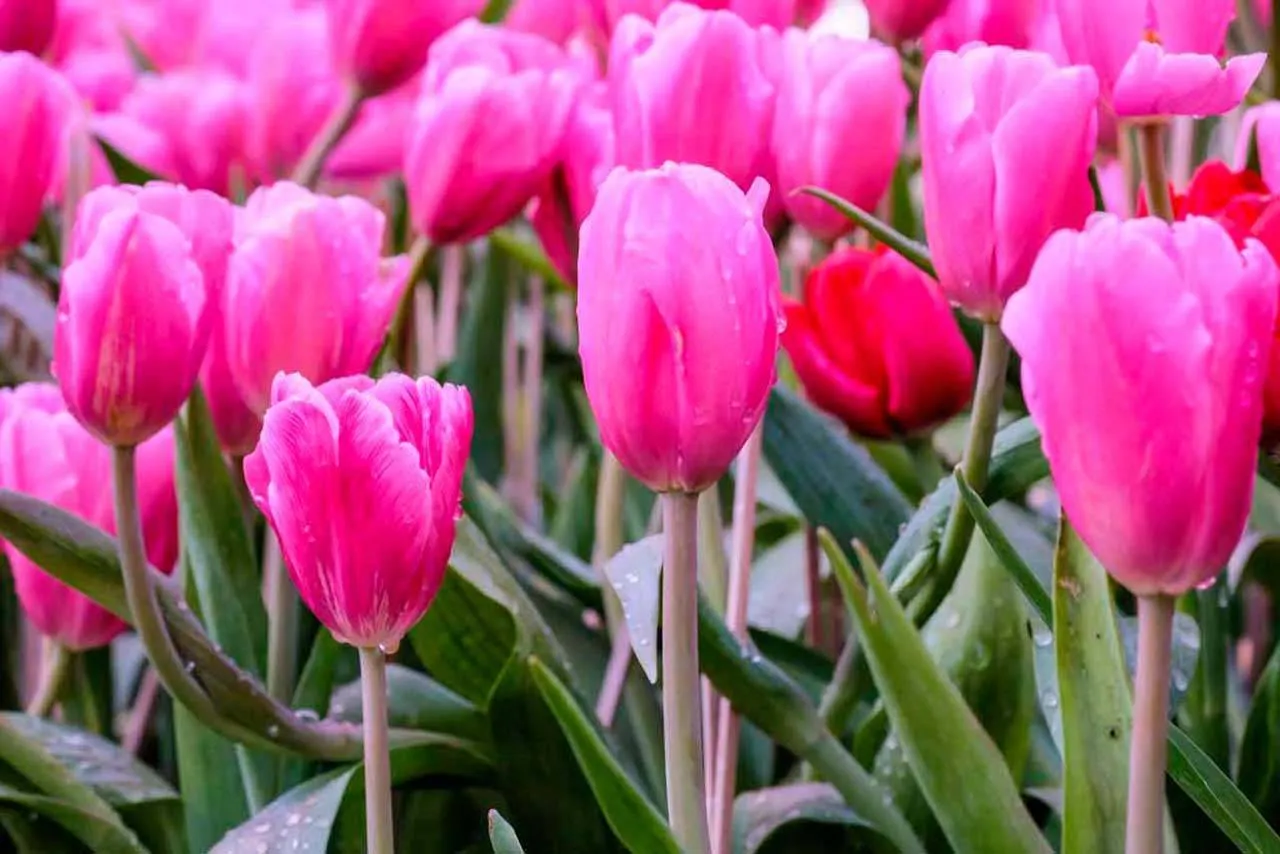 Фотообои в интерьере поле розовых тюльпанов  10-127 фото