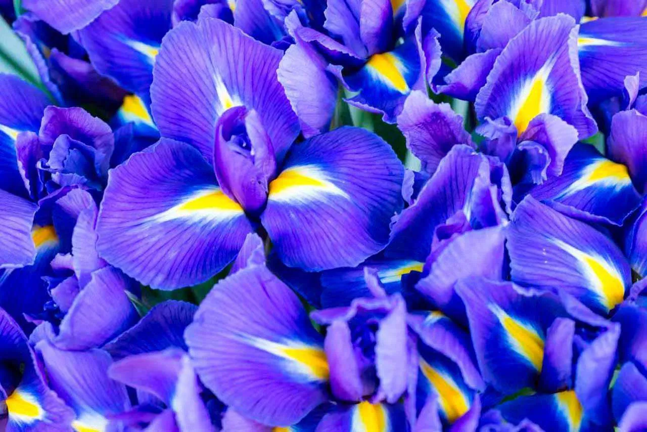 Фотообои в интерьере цветочный фон из ирисов  10-003 фото