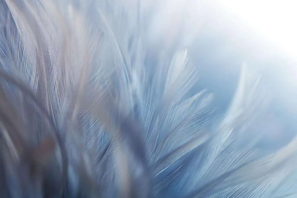 Фотообои в интерьере белый фон текстуры пера  9-1219 фото