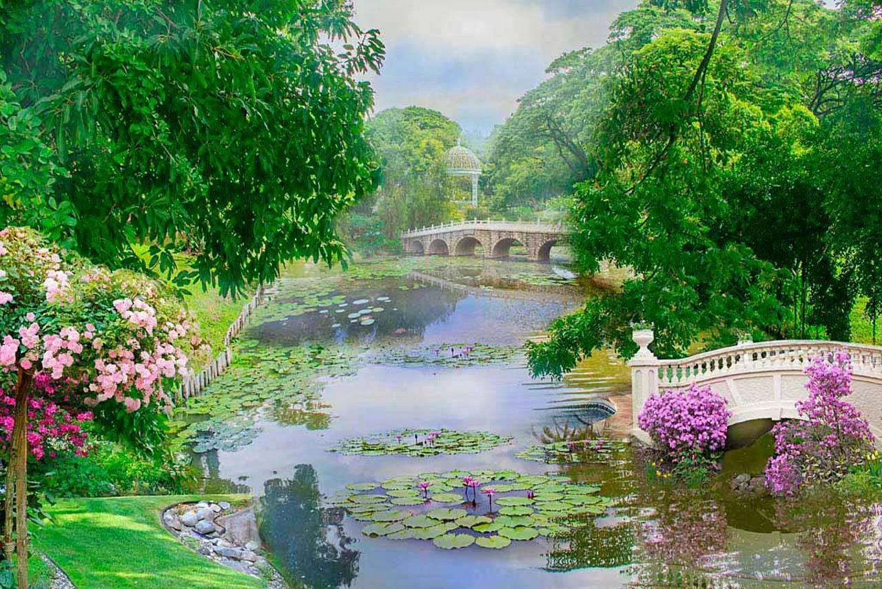 Фотообои в интерьере пруд с кувшинками  6-113 фото