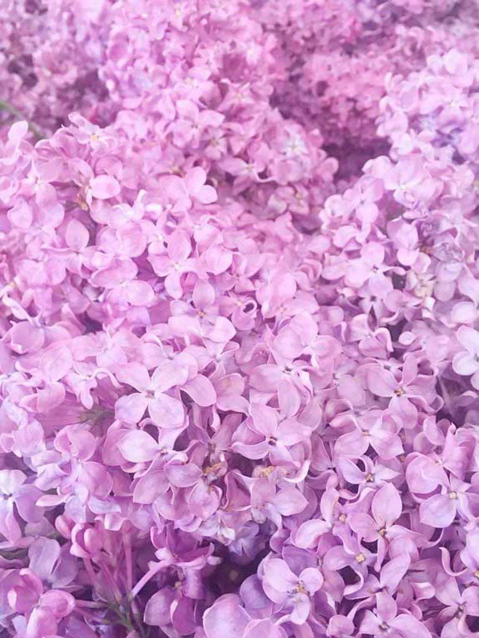 Фотообои в интерьере фон из сирени  10-061 фото