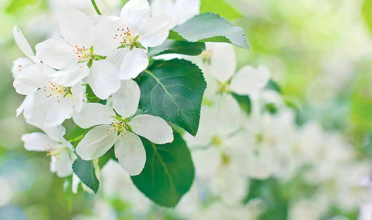 Фотообои в интерьере вишня весной  10-100 фото