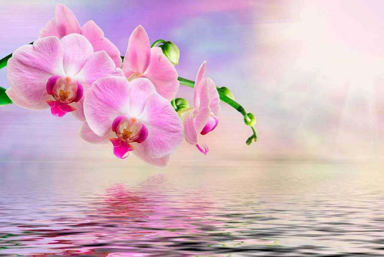 Фотообои в интерьере красивая орхидея над водой  10-212 фото