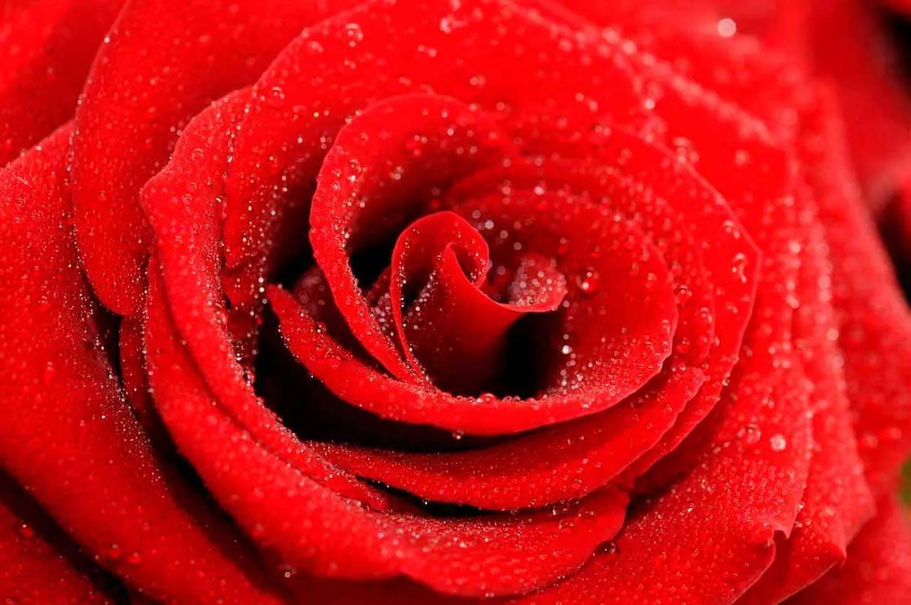 Фотообои в интерьере красная роза с каплями воды  3-171 фото