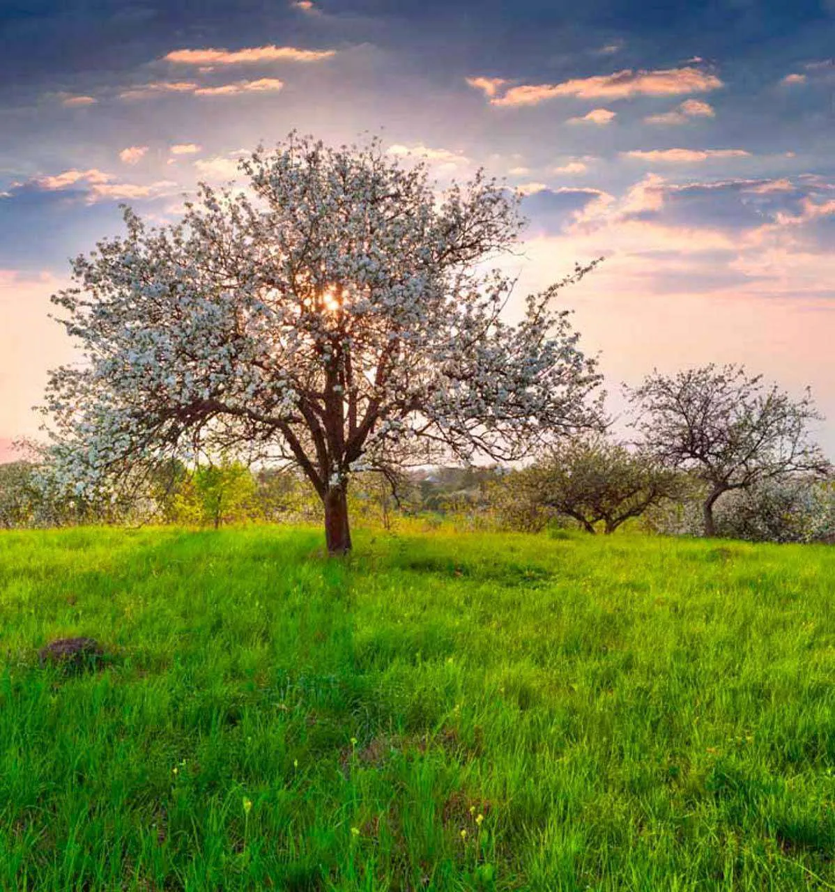 Фотообои в интерьере закат в яблоневом саду  10-094 фото