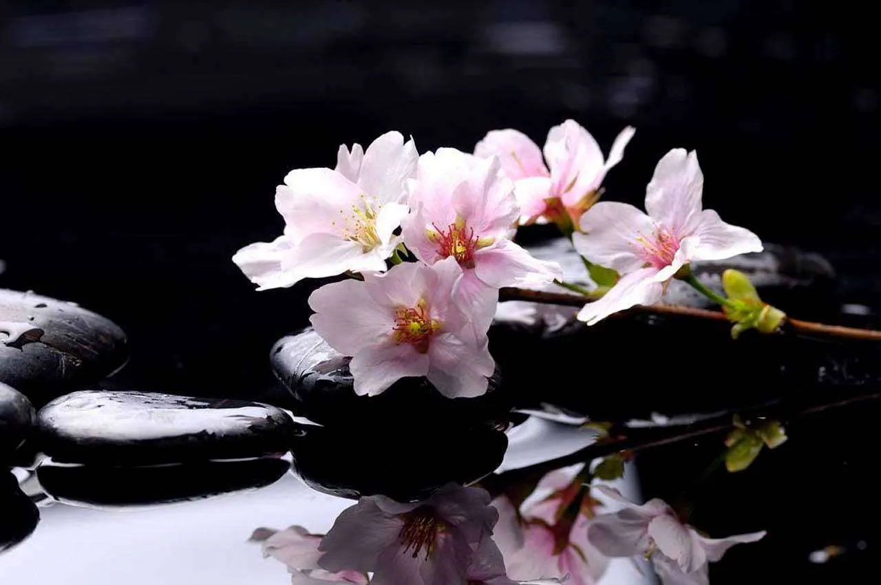 Фотообои в интерьере цветок белой орхидеи и камни  4-017 фото