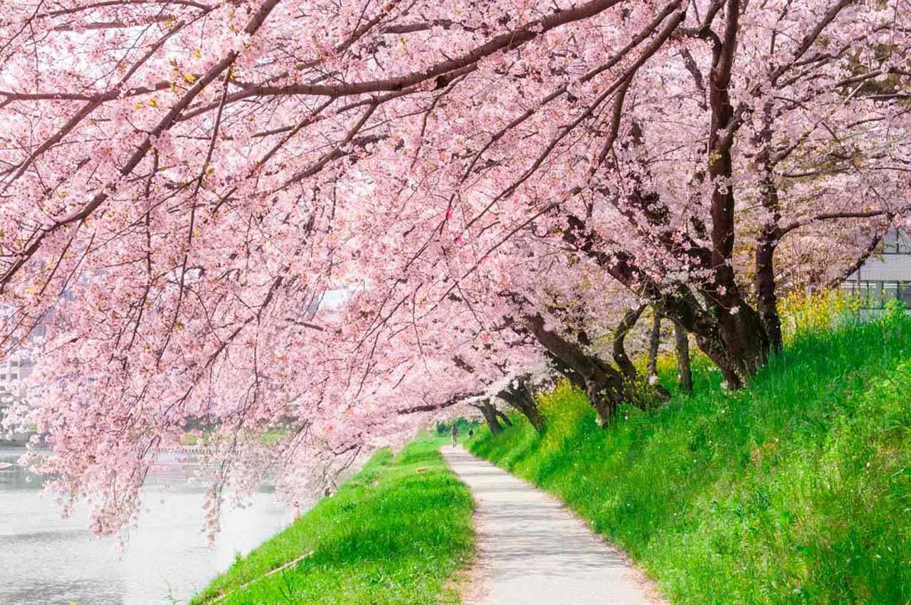 Фотообои в интерьере тропинка в цветущий парк сакуры  10-040 фото