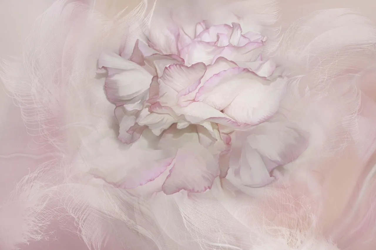 Фотообои в интерьере пион розовый 3д  13-733 фото