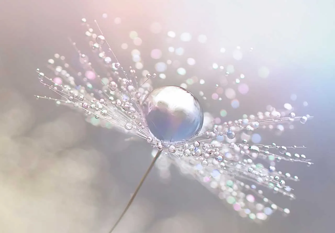 Фотообои в интерьере одуванчик в каплях росы  9-291 фото