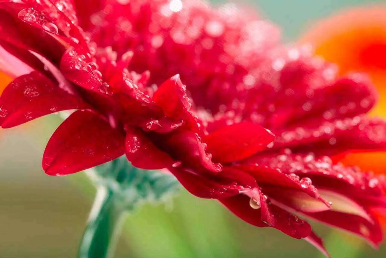 Фотообои в интерьере красная гербера  4-070 фото