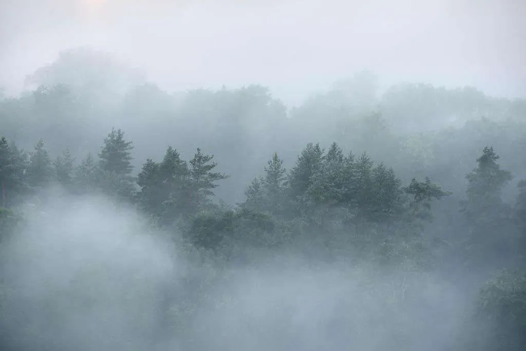 Фотообои в интерьере туманное утро  9-1164 фото