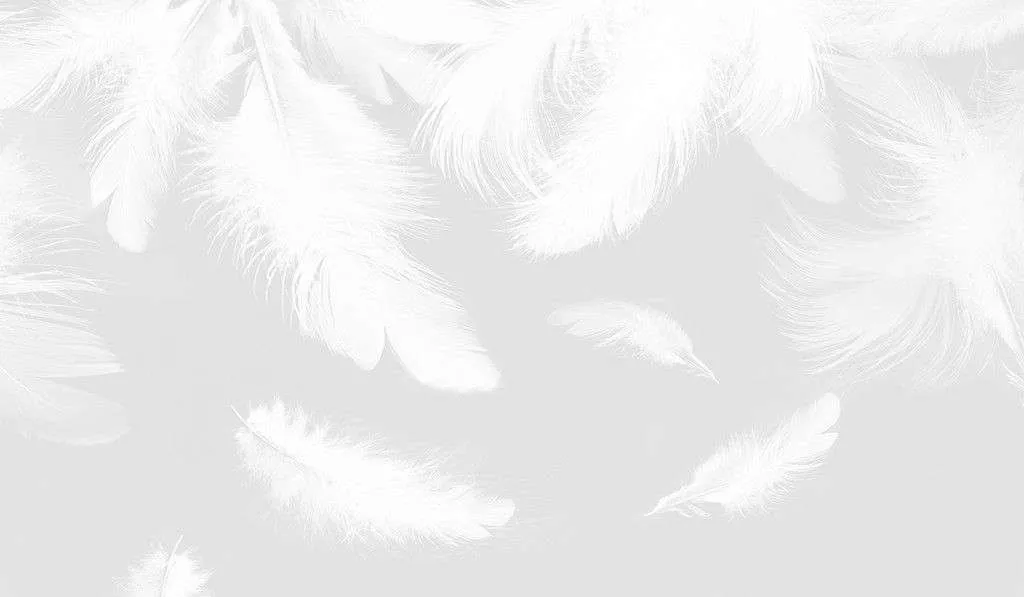Фотообои в интерьере перья белые на сером фоне     14-780 фото