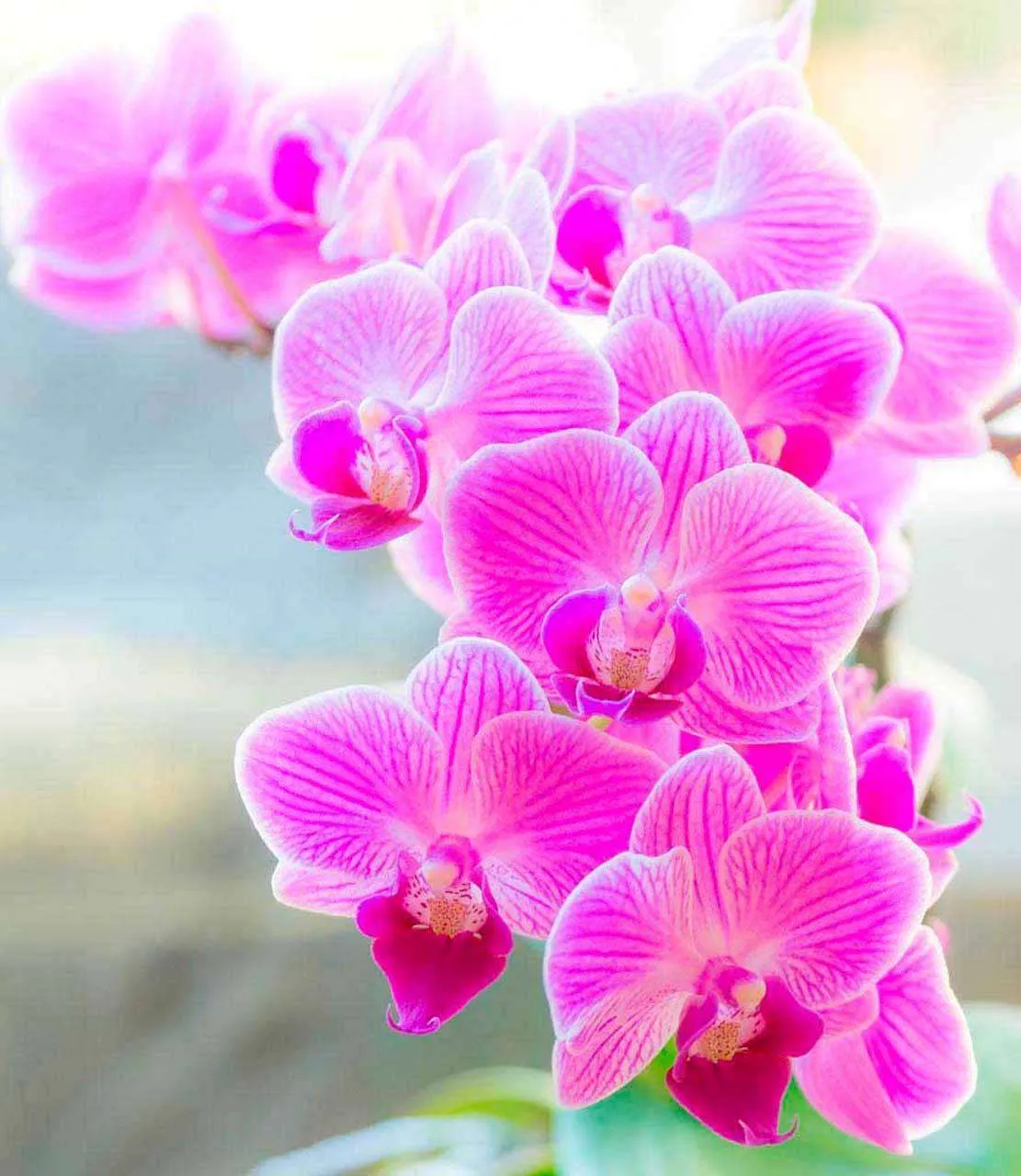 Фотообои в интерьере ветка розовой орхидеи  10-189 фото