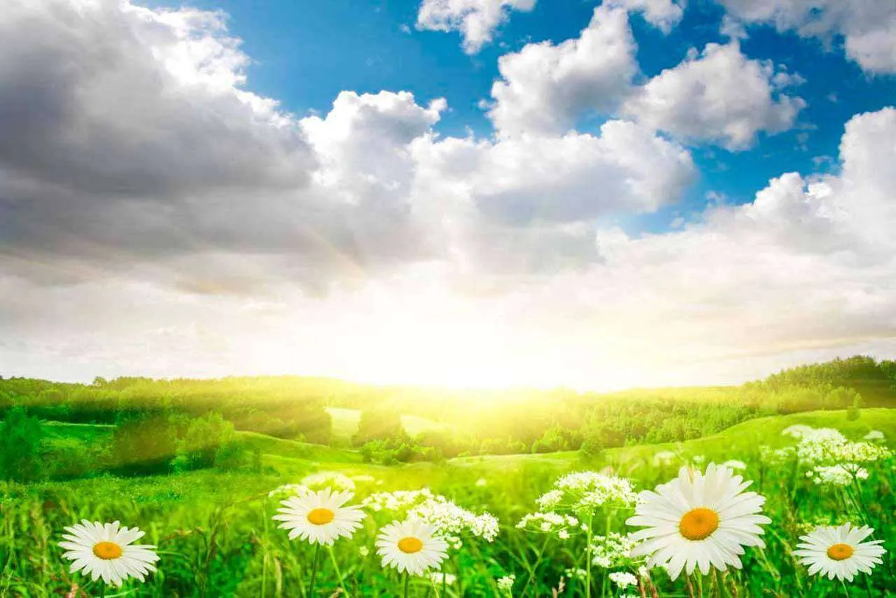 Фотообои в интерьере поле с ромашками  4-073 фото