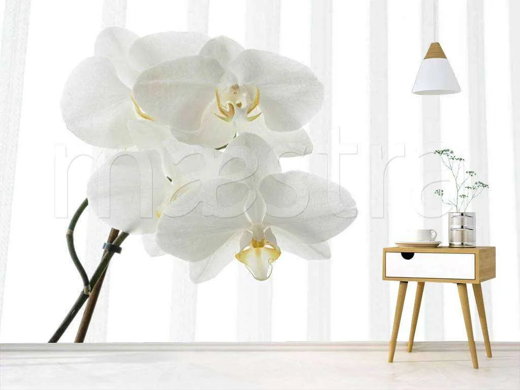 Фотообои Белая орхидея видная  10-158