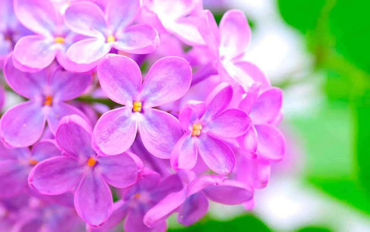 Фотообои в интерьере крупные цветы сирени  10-056 фото