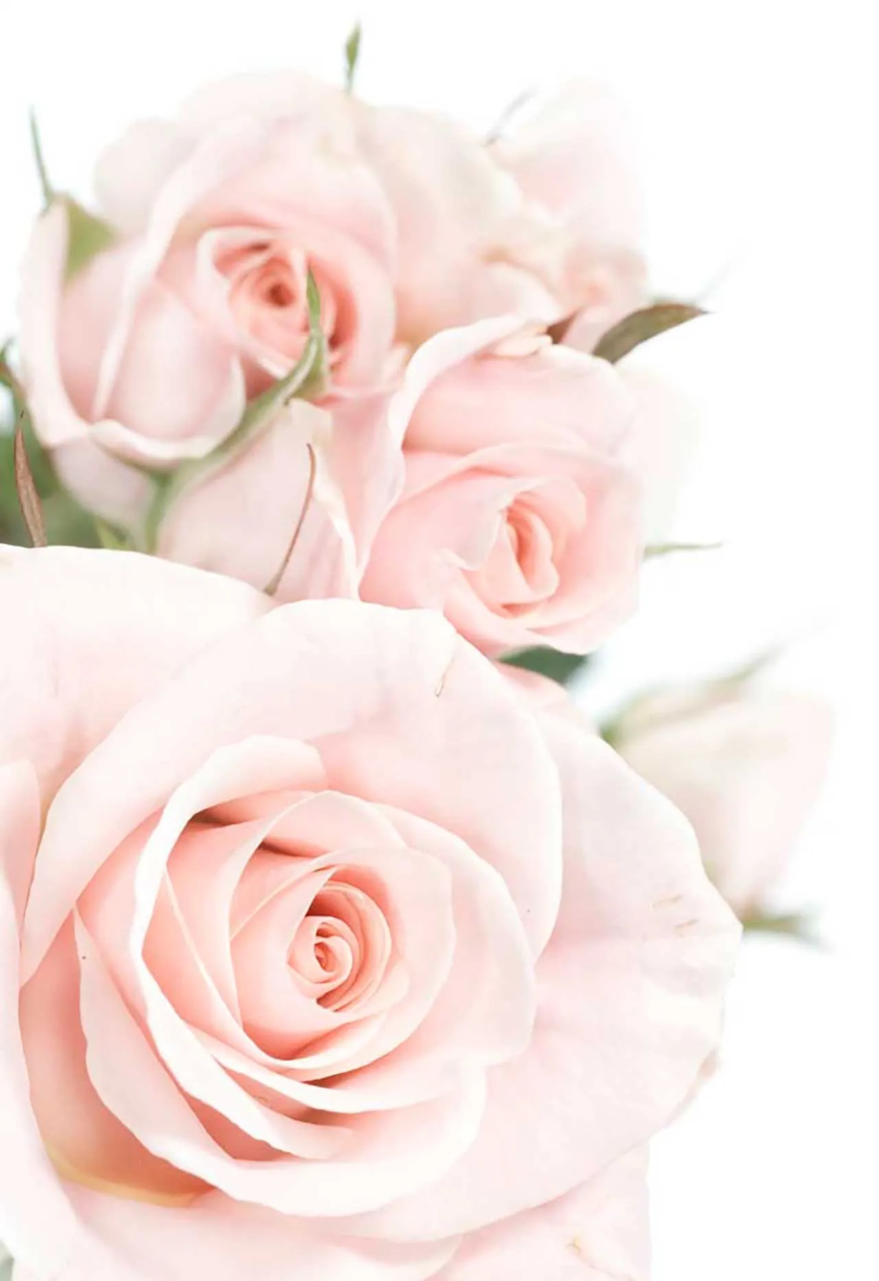 Фотообои в интерьере розовые розы на белом  9-083 фото