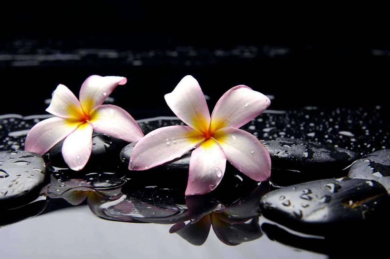 Фотообои в интерьере нежные цветы на камнях  4-034 фото