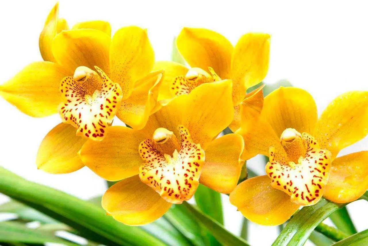 Фотообои в интерьере желтая орхидея с зелеными стеблями  10-187 фото