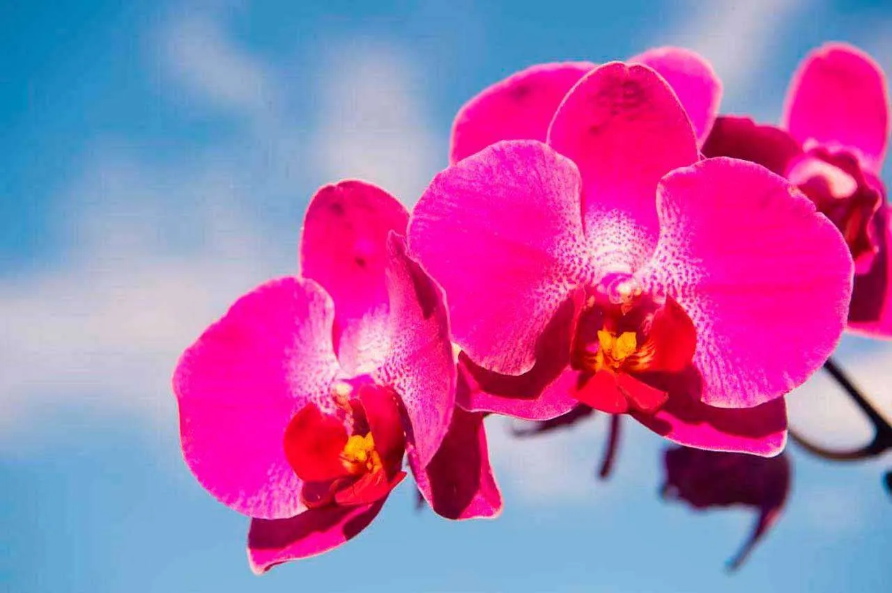 Фотообои в интерьере розовая орхидея на фоне неба  10-179 фото
