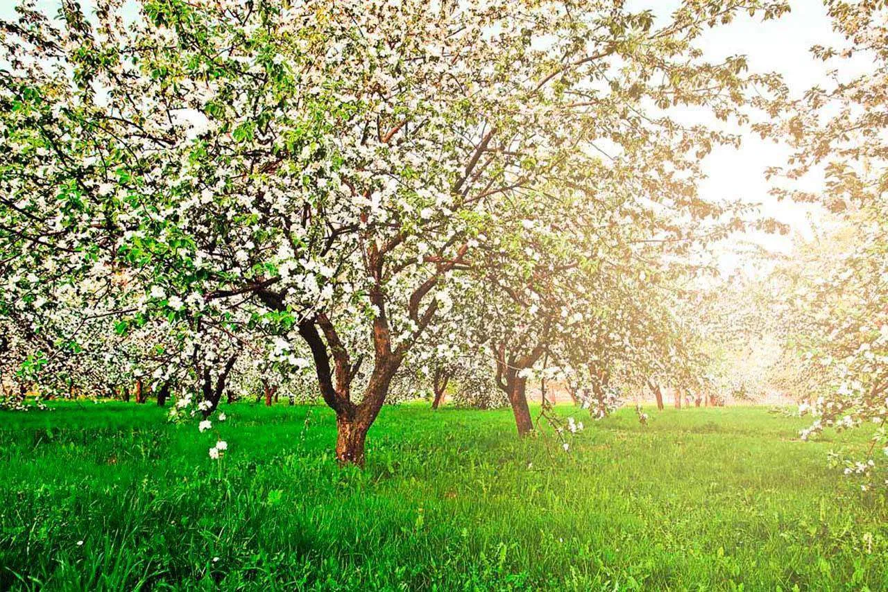 Фотообои в интерьере яблони весной  10-092 фото