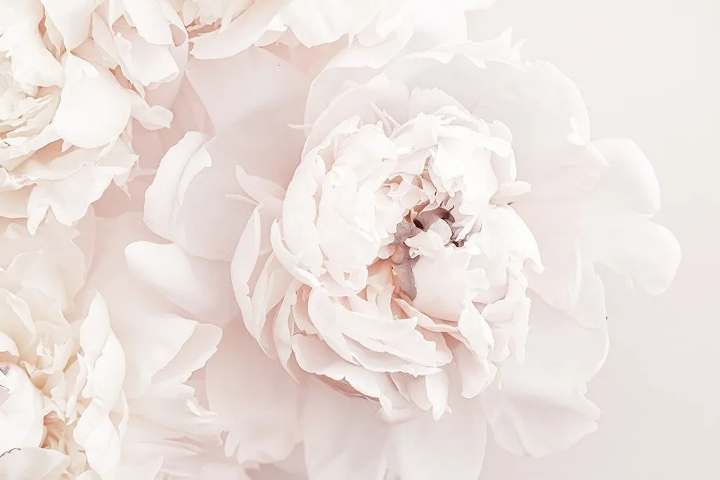 Фотообои в интерьере пион нежный 3д  9-2035 фото