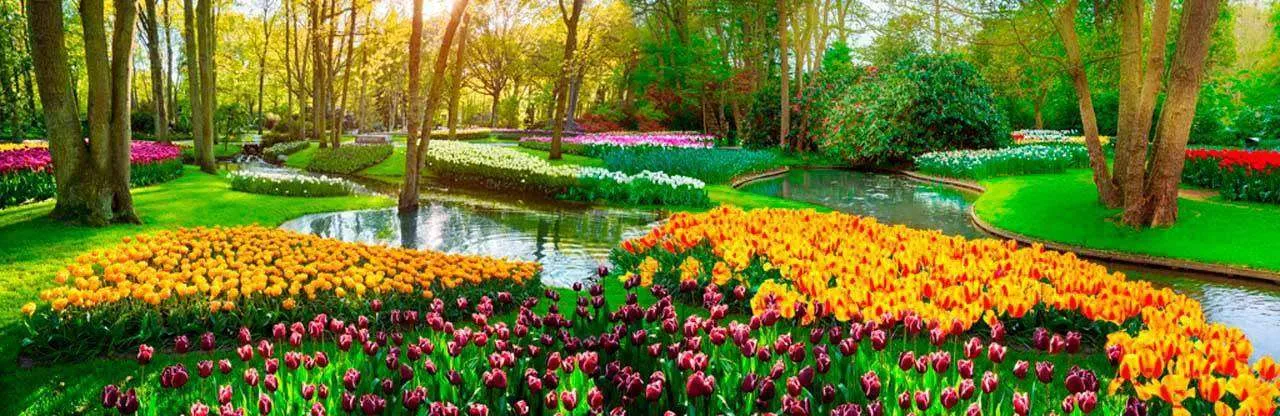 Фотообои в интерьере тюльпаны в парке  7-985 фото