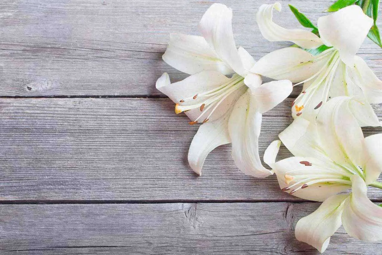 Фотообои в интерьере три лилии на дереве  10-377 фото